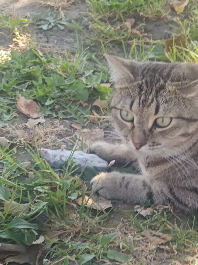 Котовторник: групполизинг