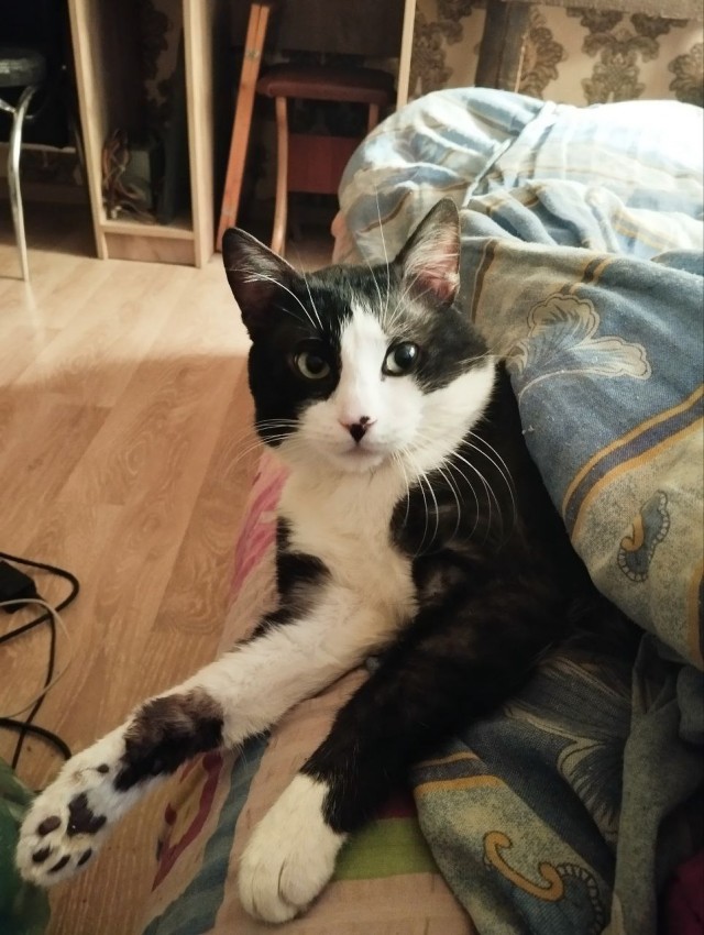 Котовторник продолжается
