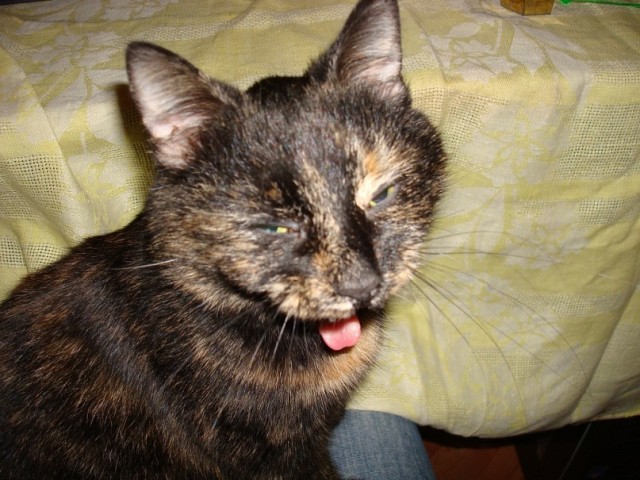 КотЭ и препараты