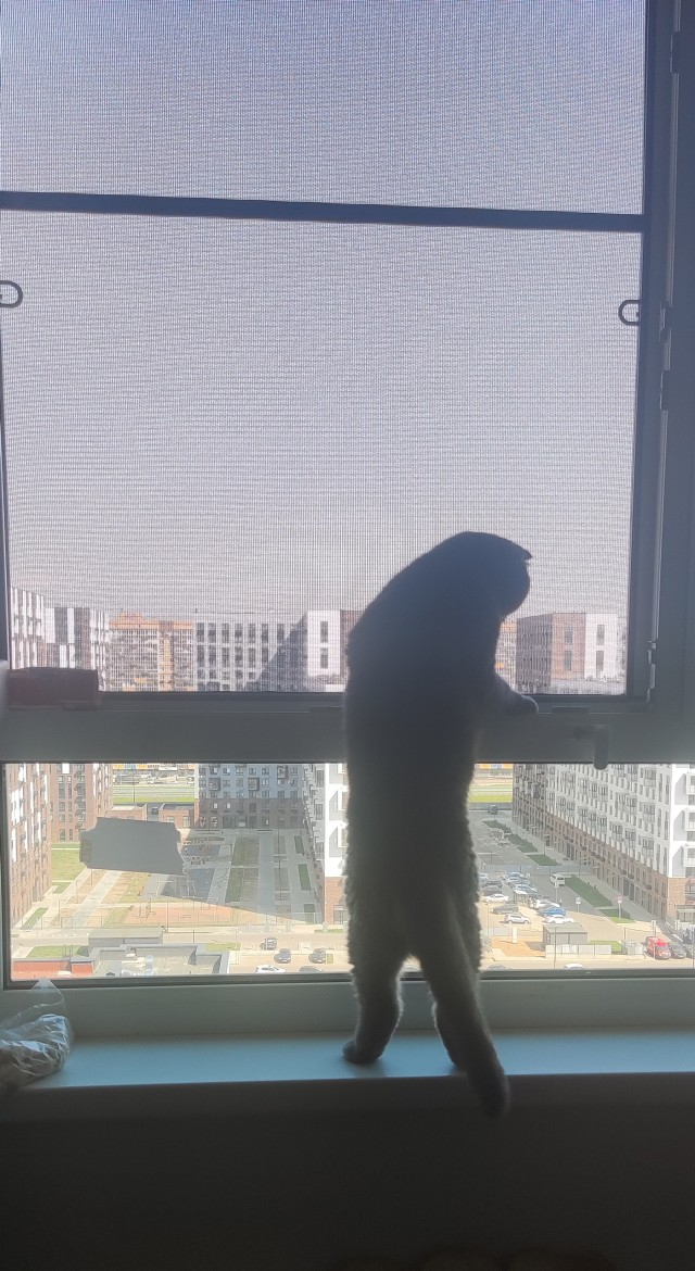Раб в квадрате. Котовторник же.