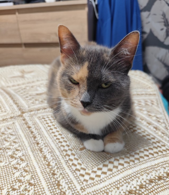 Котовторник 21.10.2025