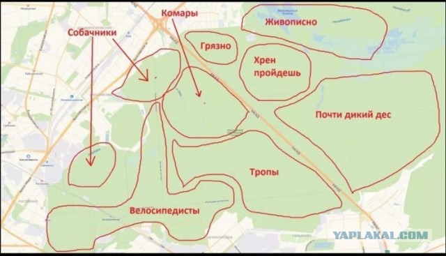 Национальный парк Лосиный остров вырубают.