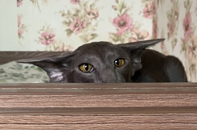 Котовторник же!