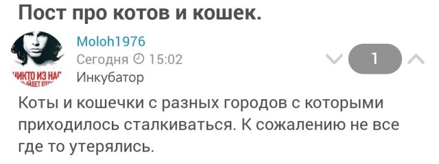 Пост про котов и кошек.