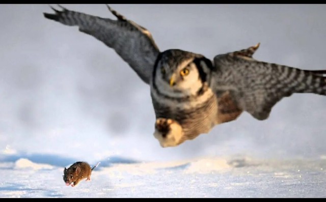 Жалко беднягу