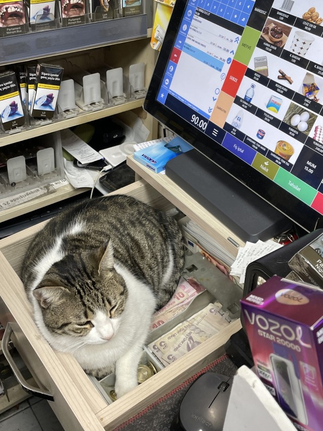 Уличные котики