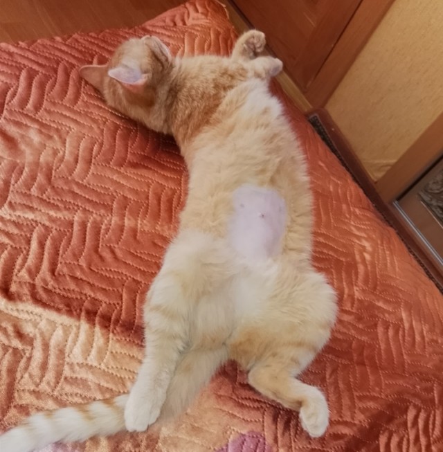 Всех причастных с котовторником!