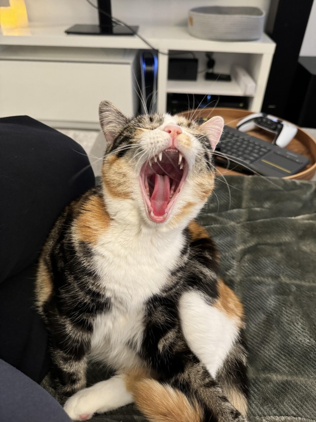 Кошкина зевота