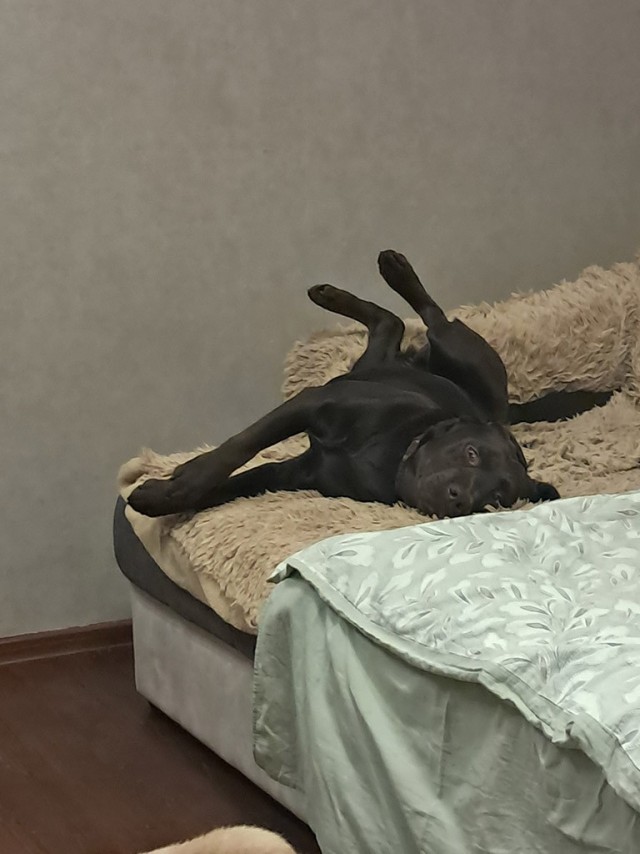 К собако четвергу