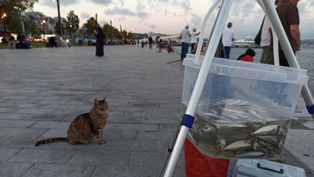Немного стамбульских котов на котовторник, господа!