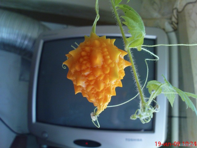 Что за неведомый фрукт/овощ?