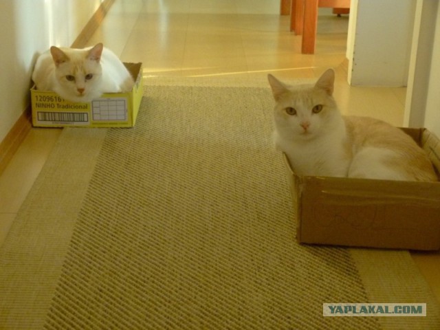 Котовторник 25.02.2014
