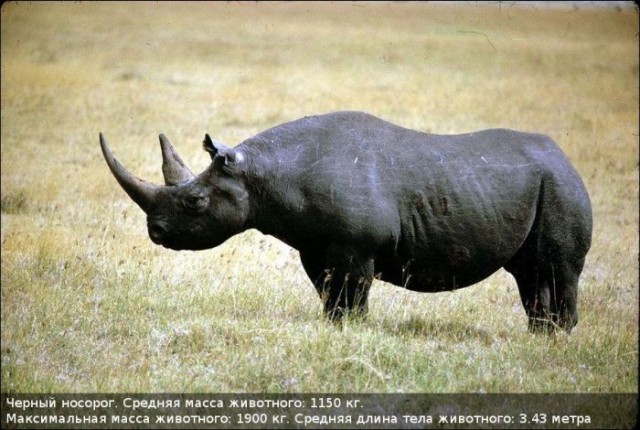 Черный волк