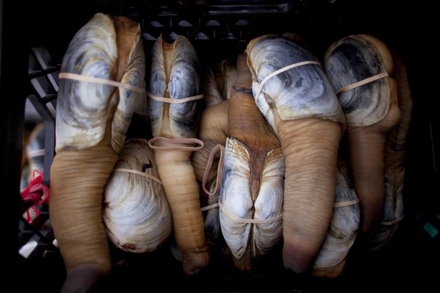 Как добывают гуидак - самых крупных моллюсков