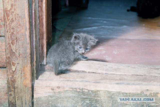 Котовторник 6.05.2014