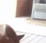 Очень злой кот