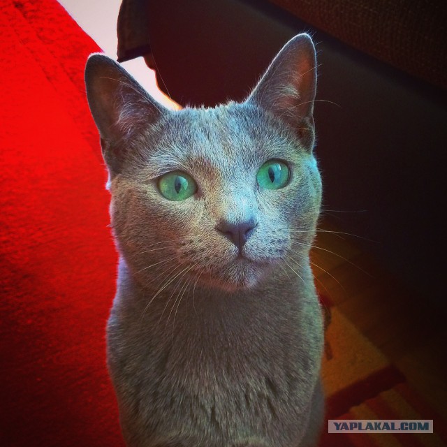 Котовторник 01.07.2014