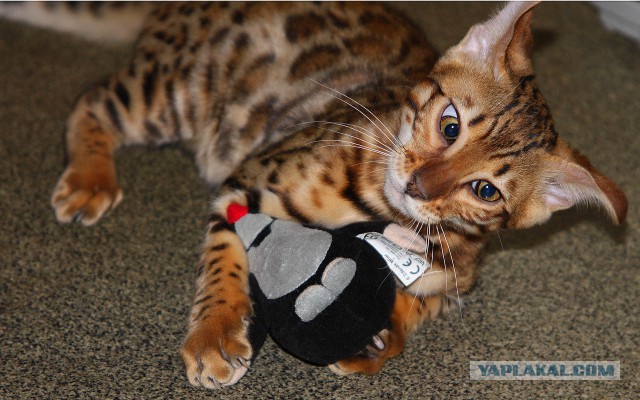 Котовторник 30.09.2014