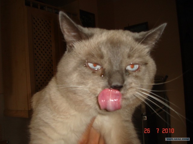Котэ и великий Октябрь