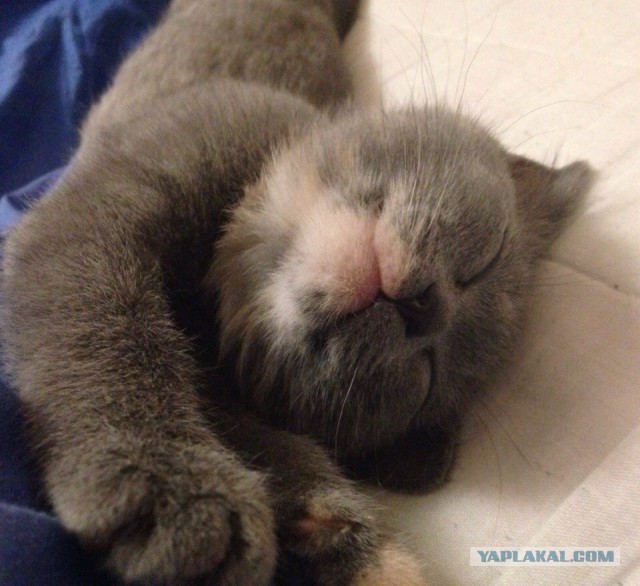 Котовторник 06.01.2015