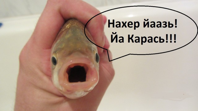 Пост рыбалки и грибов!