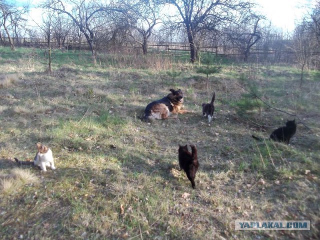 Жизнь домашнего приюта для котеек