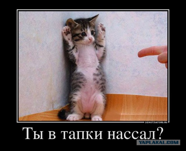Известные котомемы.