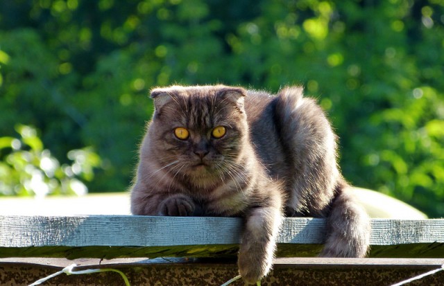 Котовторник 18.08.2015
