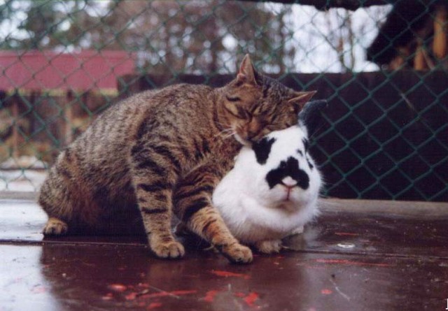 Коты, кошки, котята