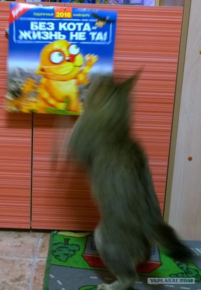 Котолендарь на 2016 год