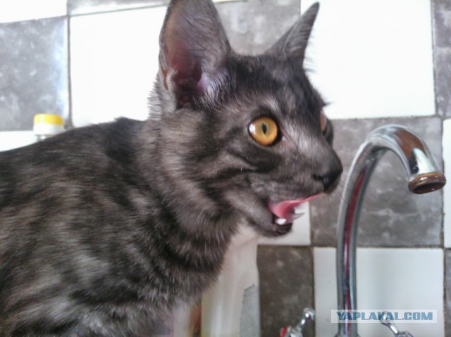 Про моего котика: нежного, злого, вредного