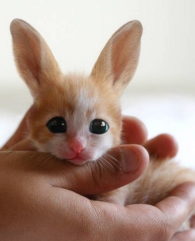 Котозаяц, экспериментальный зверь
