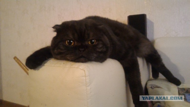 Котовторник 20.09.2016