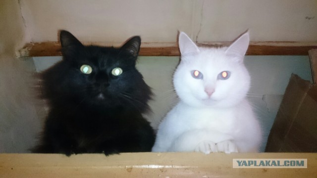 Котовторник 27.09.16
