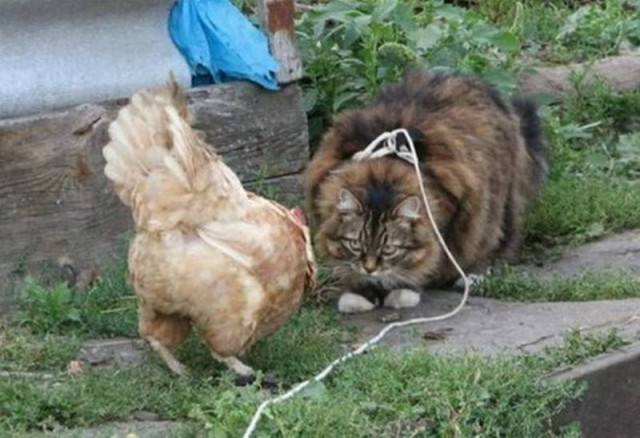 Коты из сети