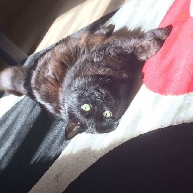 Коты и Кошки