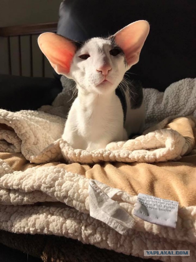 Котовторник 11/04/2017