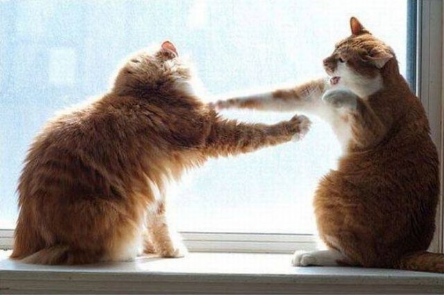 Коты и Кошки