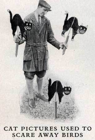 Напугай птичек