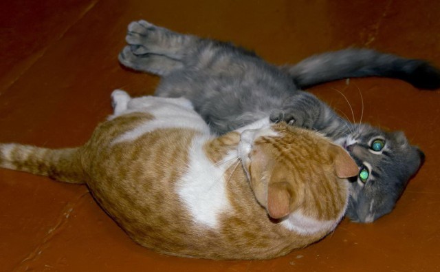 Коты и Кошки