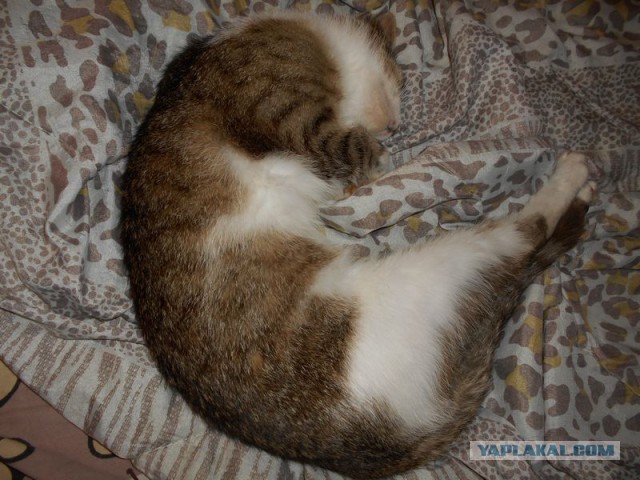 Жизнь домашнего приюта для котеек 172