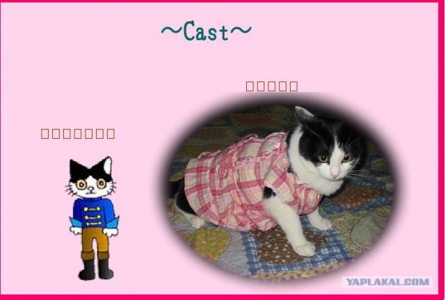 Three Cats - Shokoderera
