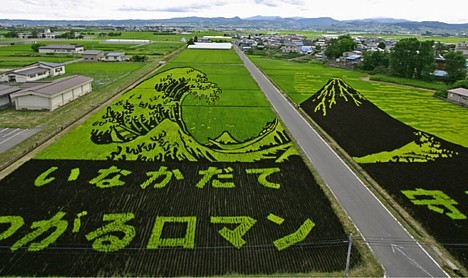 Pimp My Rice Paddy (7 фото)