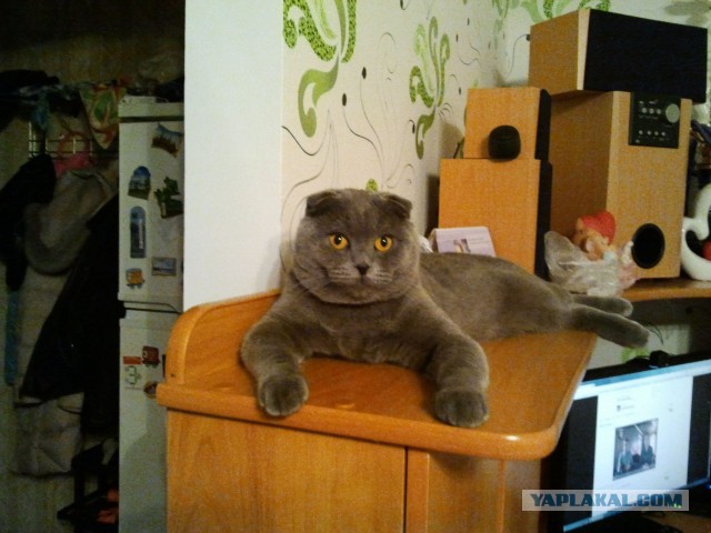 Котовторник 20.03.2018
