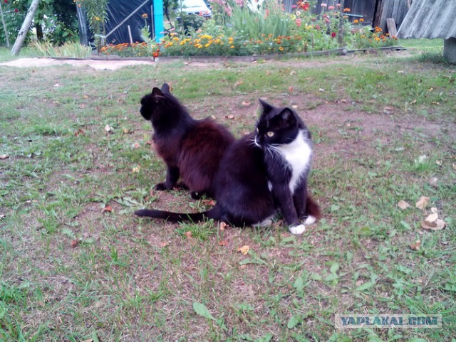 Котовторник 20.03.2018