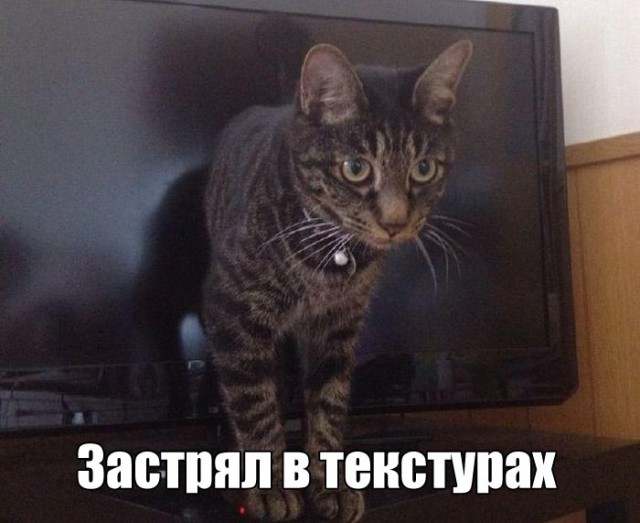 Фотобомбы котов