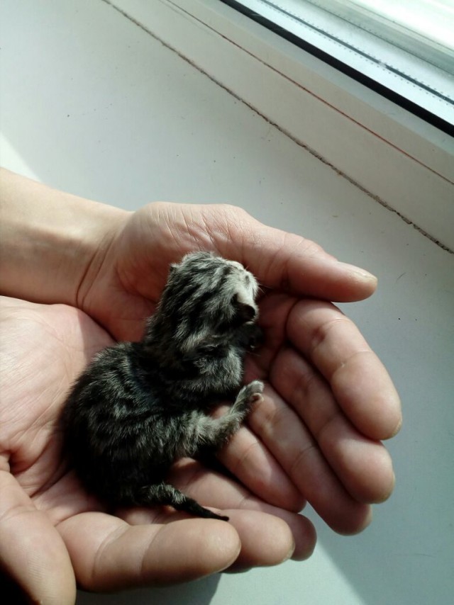 А не открыть бы нам котовторник 03.04.2018