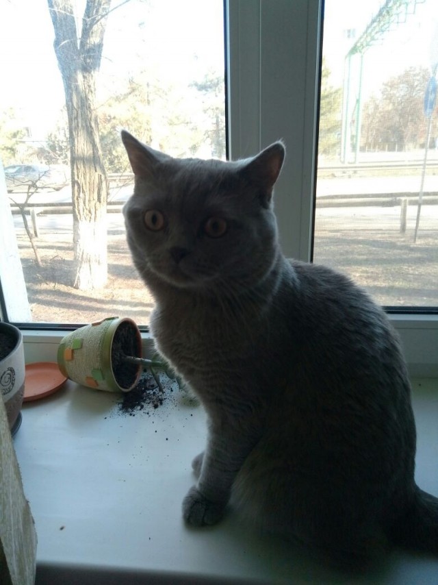 Котовторник  12.06.2018
