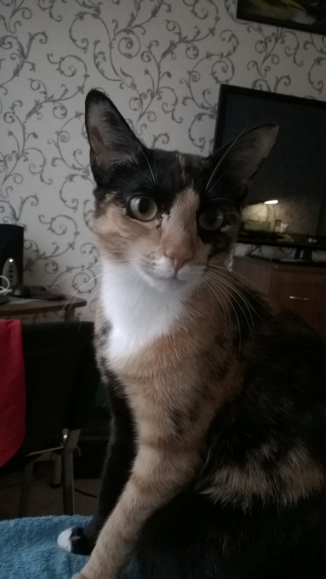 Немного милоты