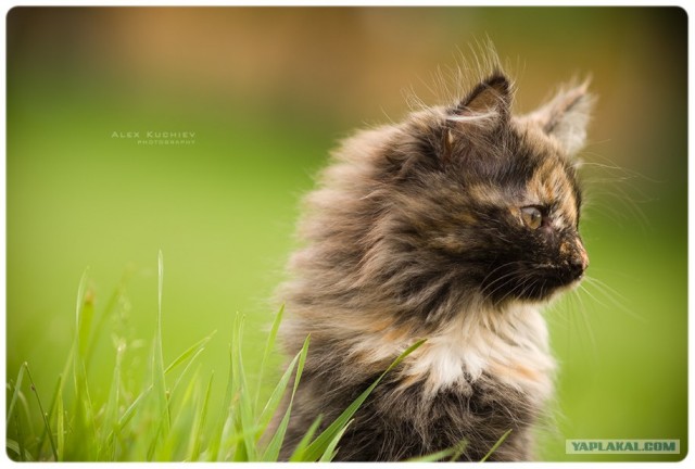 Котовторник: Кошки гаваны и другие!